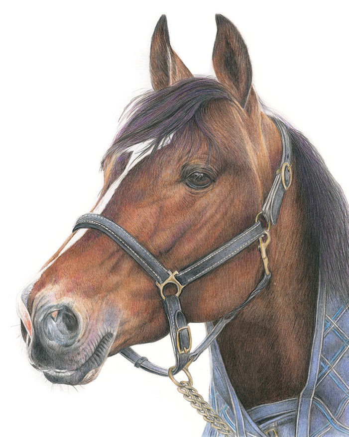 (Farm Animals) Horse