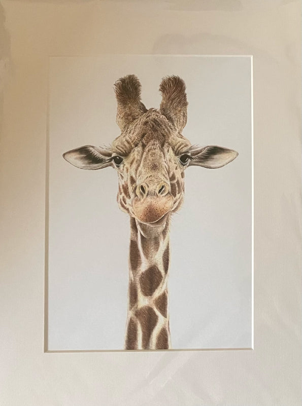 'Josephine' (Giraffe)