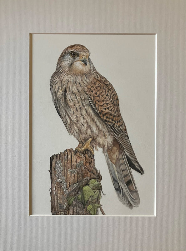 'Kestrel' Original Drawing