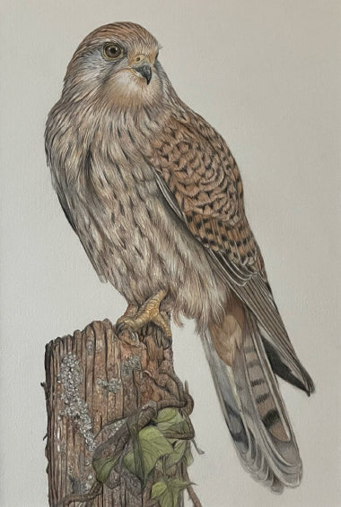 'Kestrel' Original Drawing