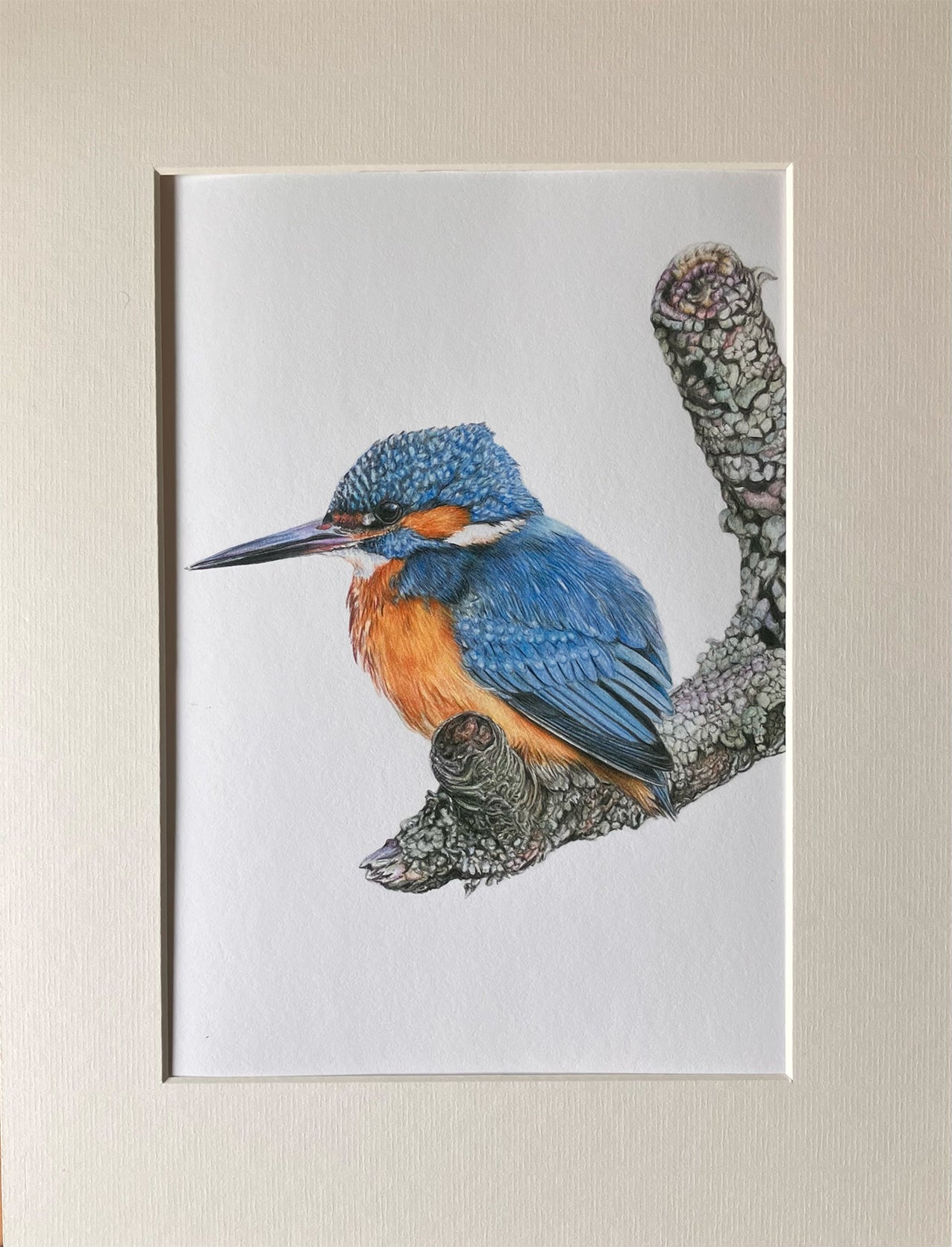 (Wildlife) 'Scouting' (Kingfisher) * NEW *