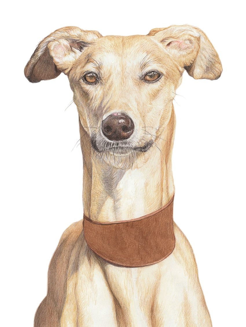 (Dogs) 'Lurcher' Fine Art Giclée Print