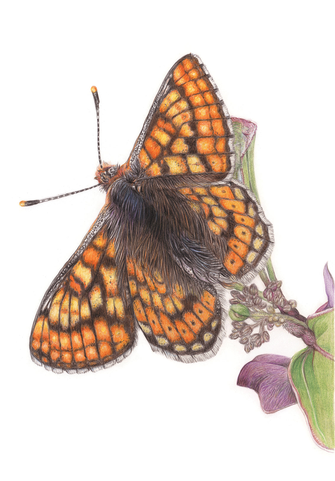 (Birds & Insects) Marsh Fritillary Butterfly Original Drawing