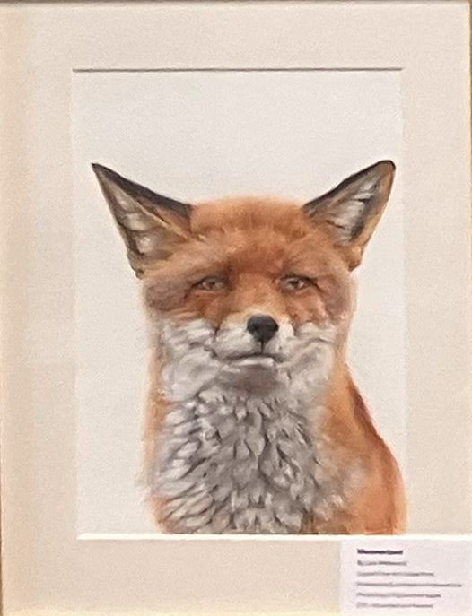 (Wildlife) 'Mesmerised' (Fox) * NEW *