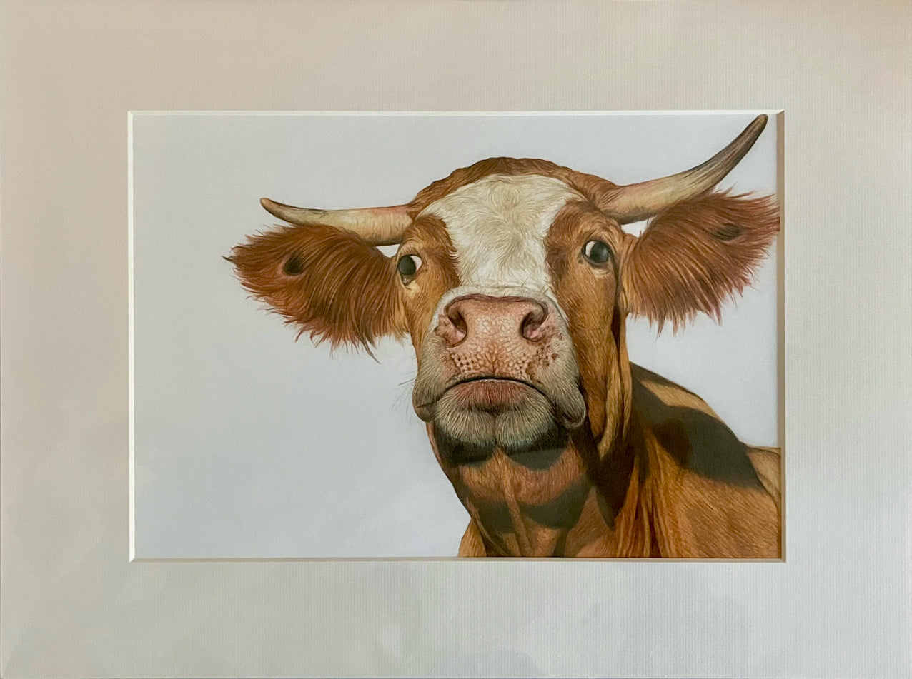 'Gertrude' (Cow)