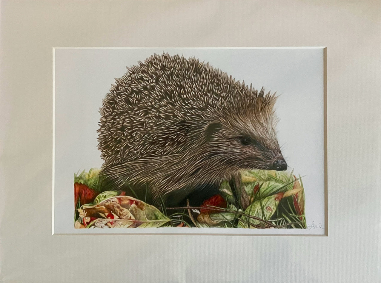 'Determination' (Hedgehog)