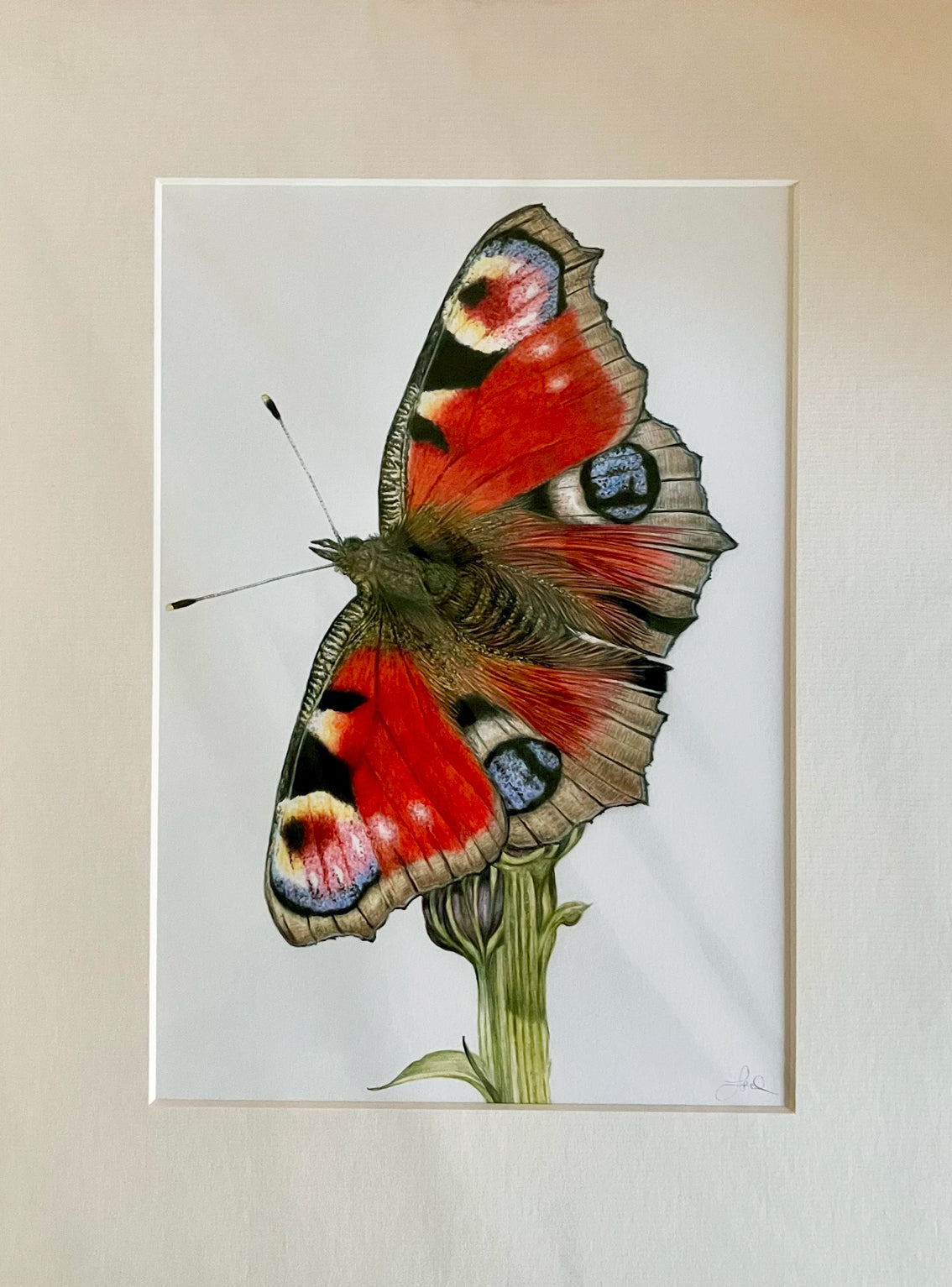 (Wildlife) 'Pretty Peacock' Original