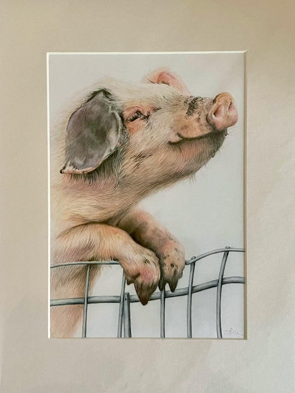 'Parsley' (Pig)