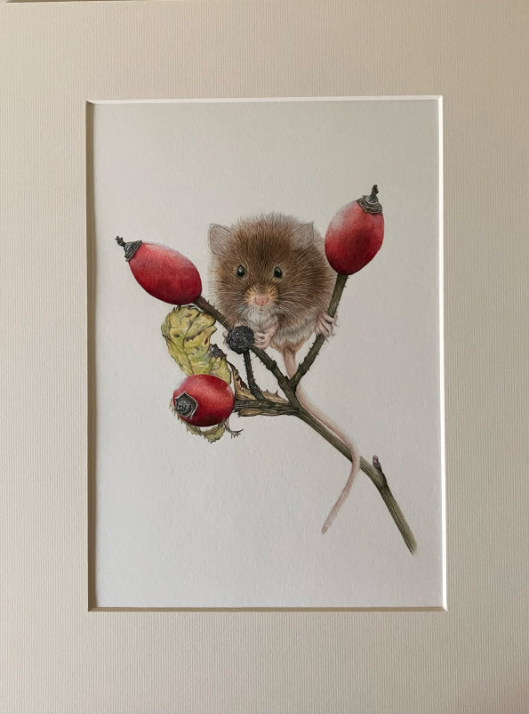 'Peckish' (Harvest Mouse)