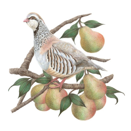 5 x Premium Partridge Christmas Cards