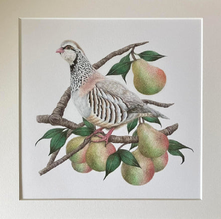 'Partridge' (in a Pear Tree)