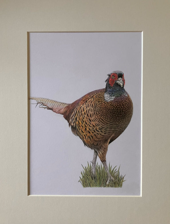 'Pheasant' Original Drawing