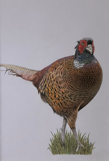 'Pheasant' Original Drawing