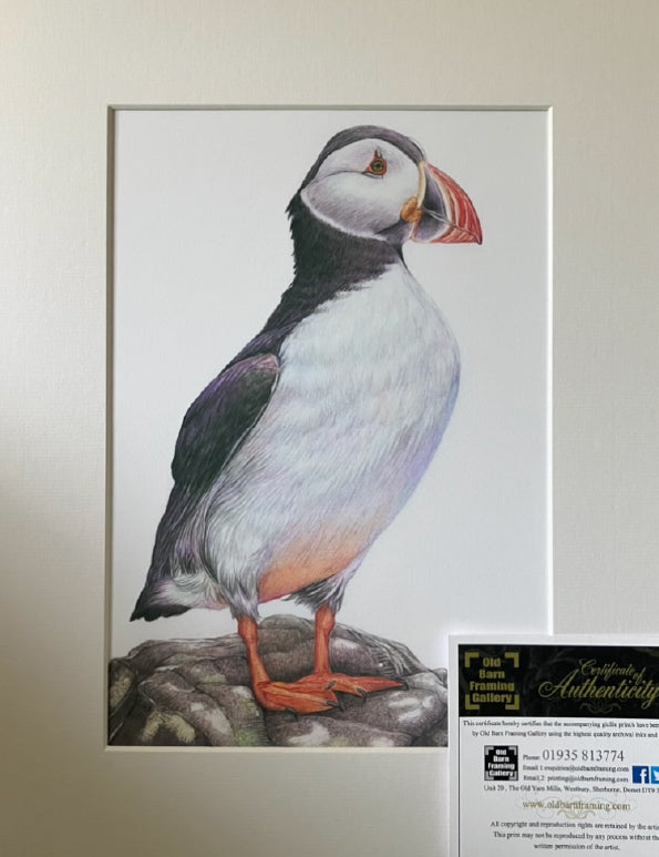 'Contemplation' (Puffin)