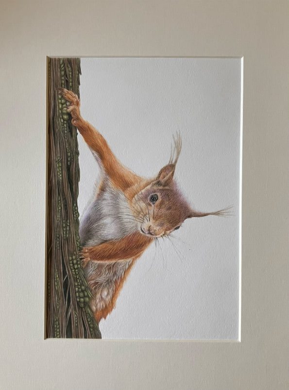 'Tentative' (Red Squirrel)