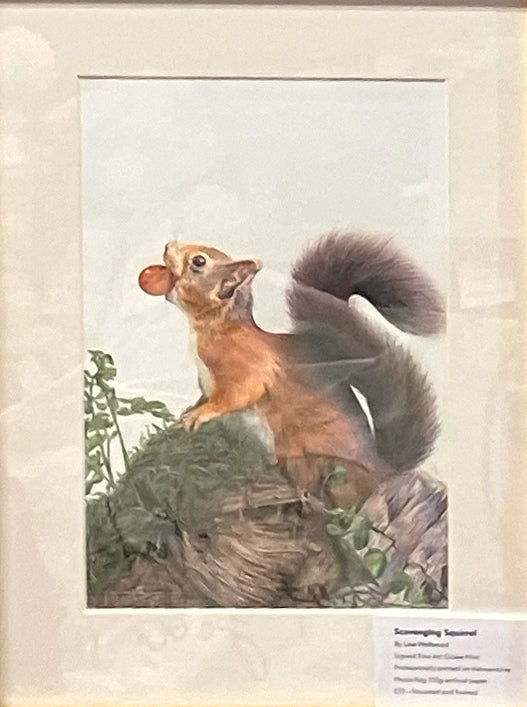 (Wildlife) 'Foraging' (Red Squirrel) * NEW *