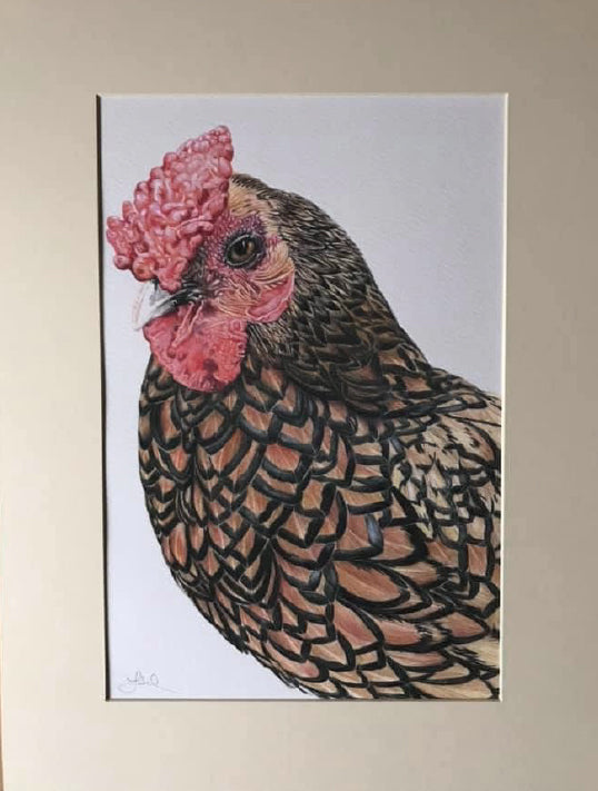 (Farm Animals) 'Sidney Sebright' (Chicken)