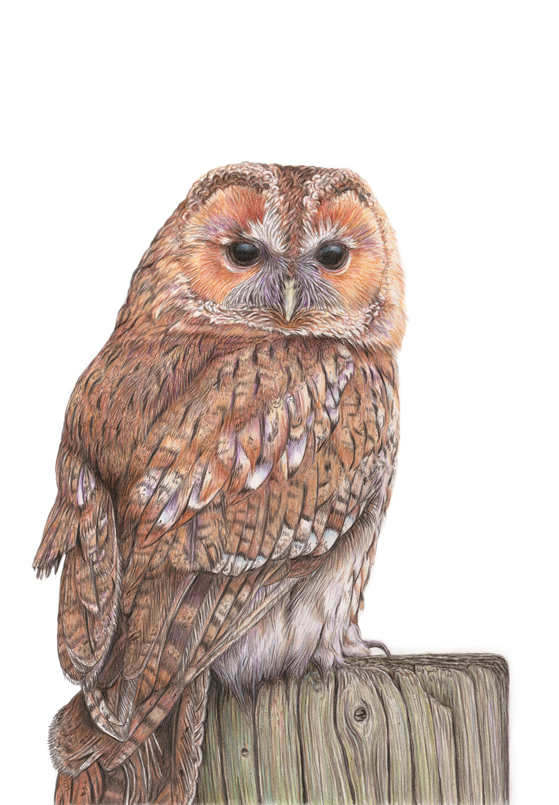 (Birds & Insects) Tawny Owl Original Drawing
