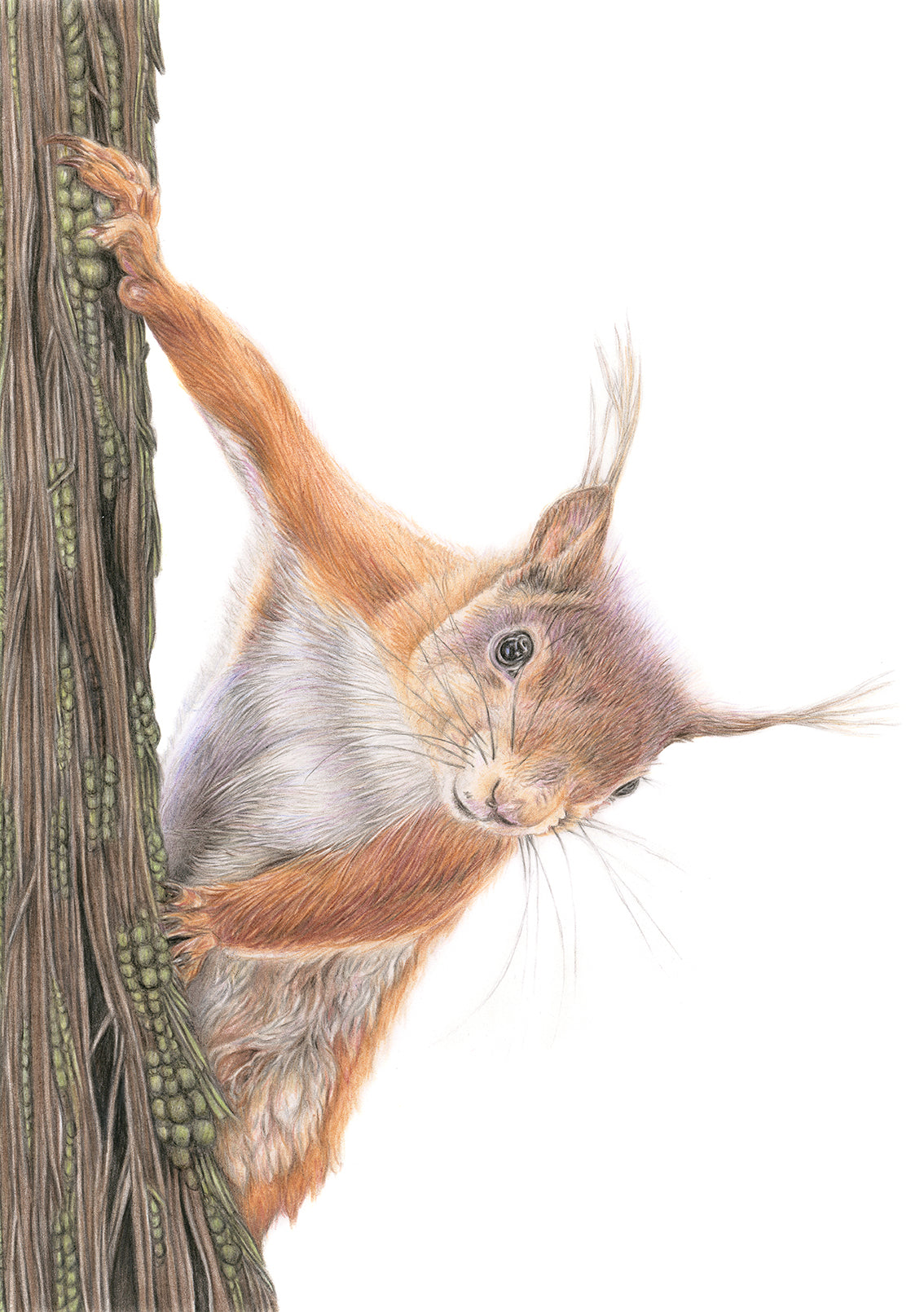 'Tentative' (Red Squirrel)
