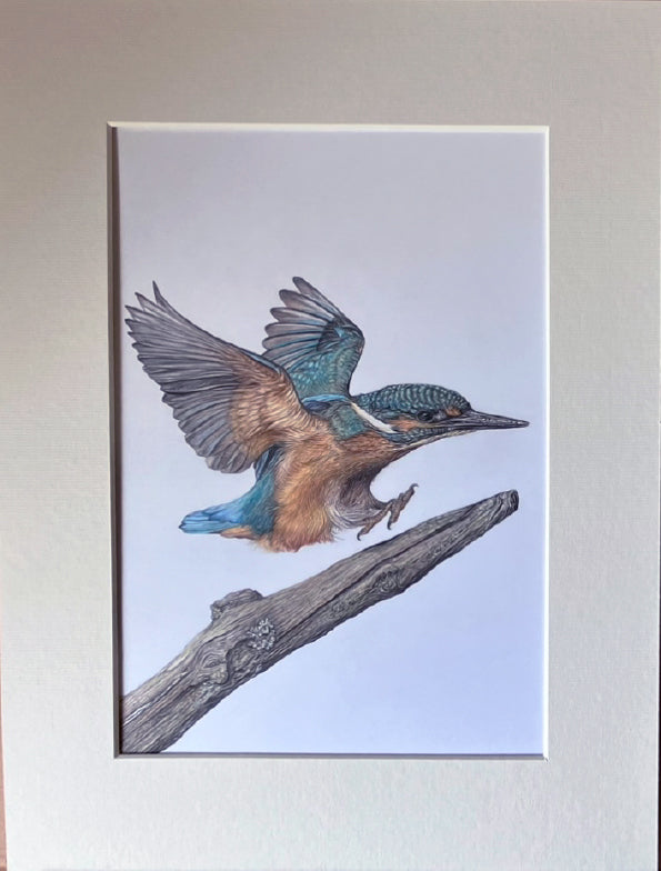 'Touchdown' (Kingfisher)