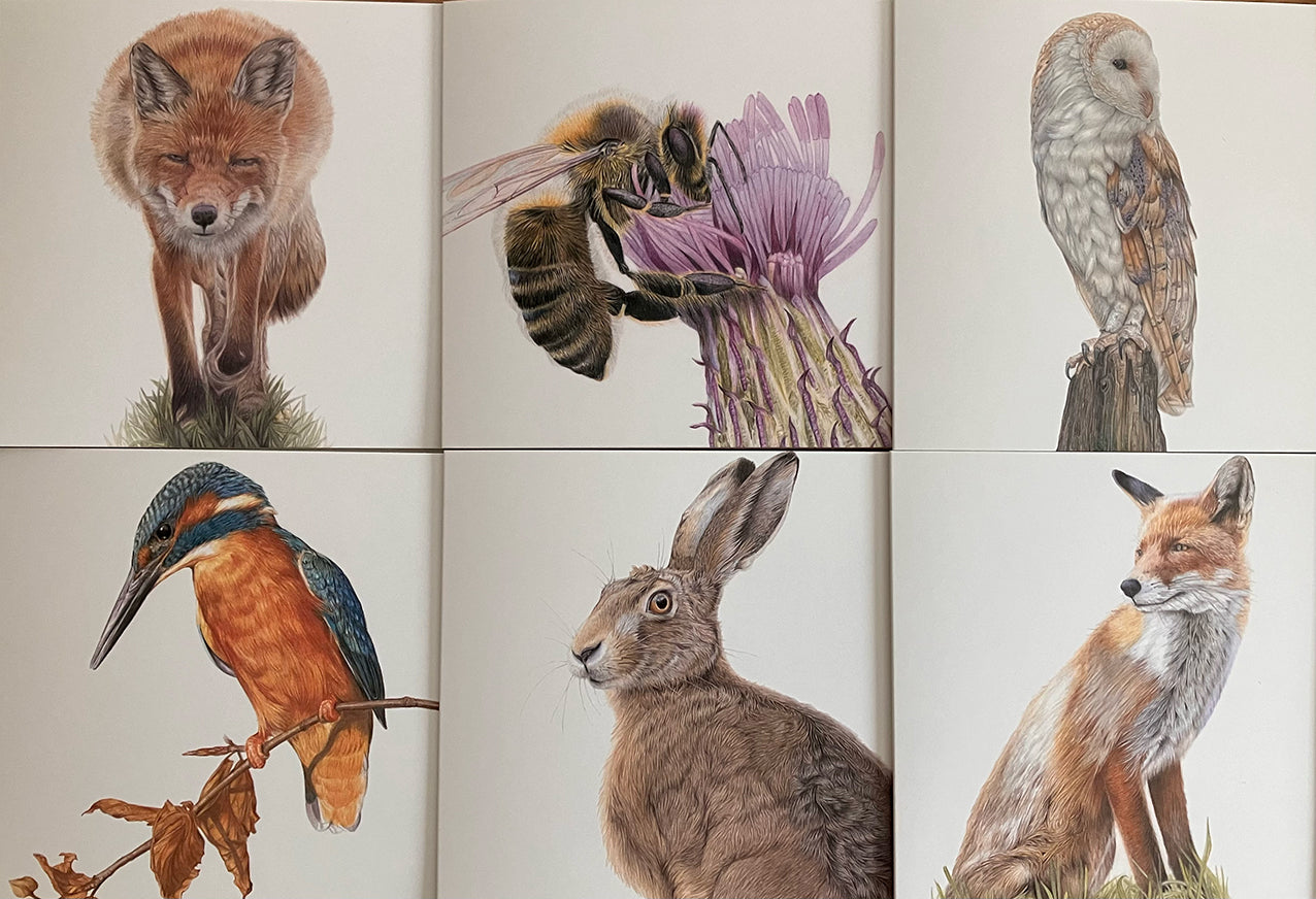 *SLIGHT SECONDS* 6 x Premium Wildlife Cards (pack 1) Reduced to clear