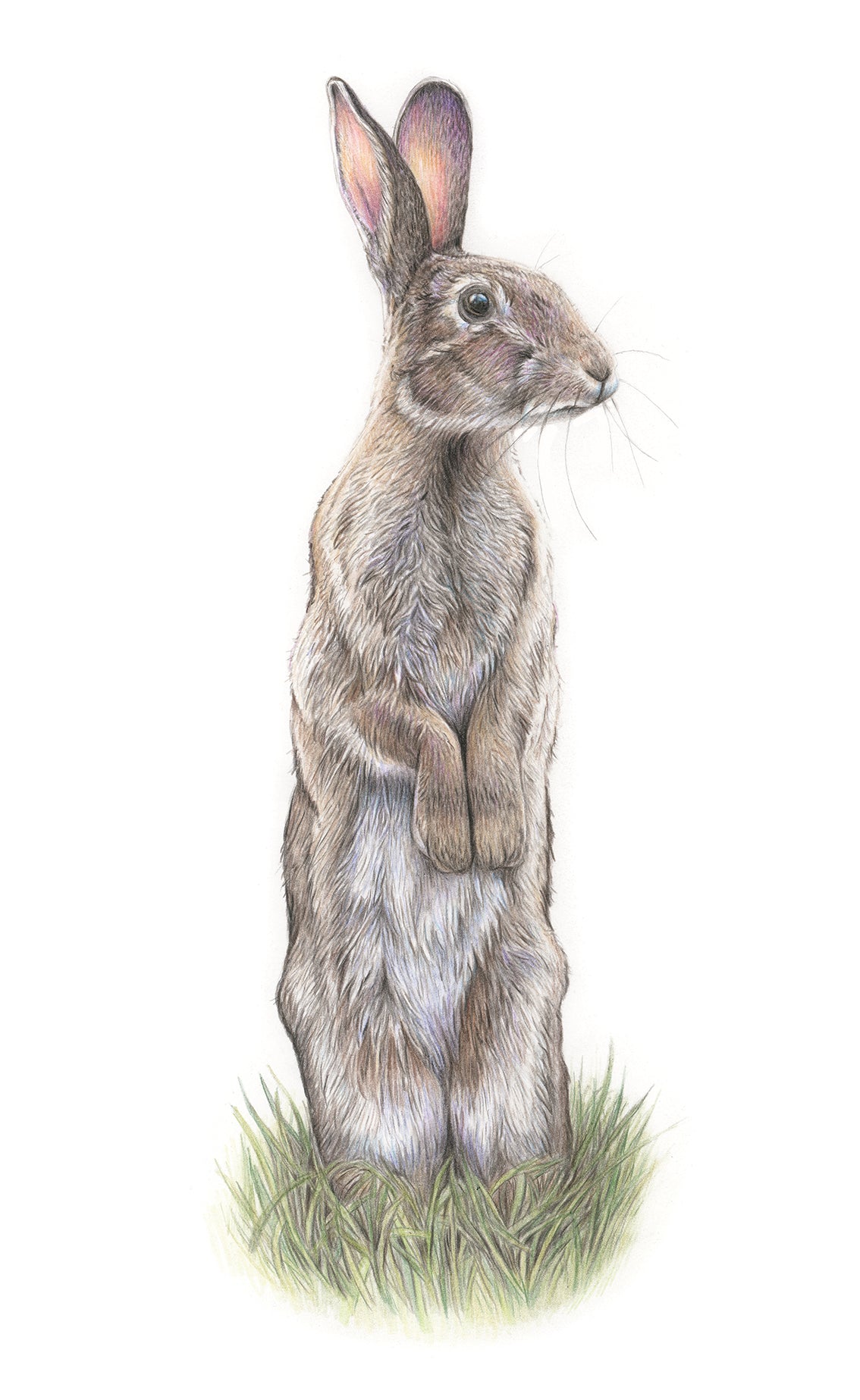 (Wildlife) 'Attentiveness' Wild Rabbit Original Drawing