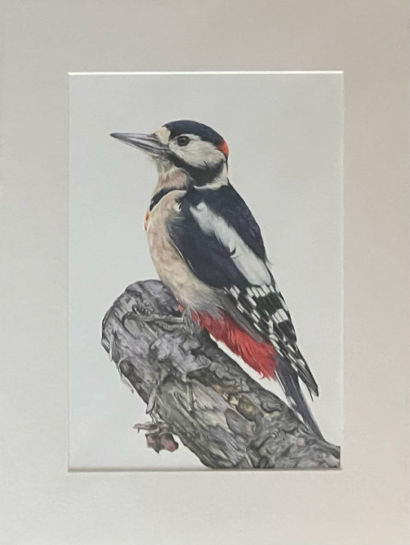 'Watchful' (Great Spotted Woodpecker) Original Drawing