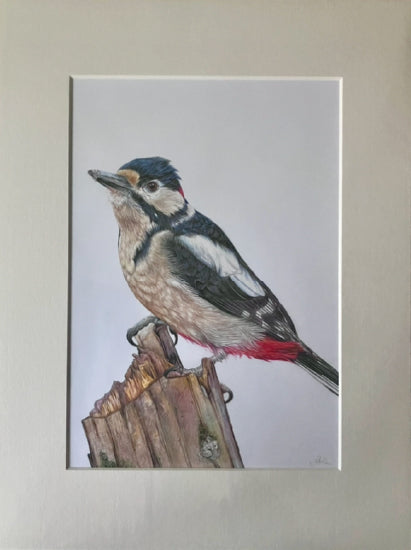 'Pensive' (Woodpecker) Original Drawing