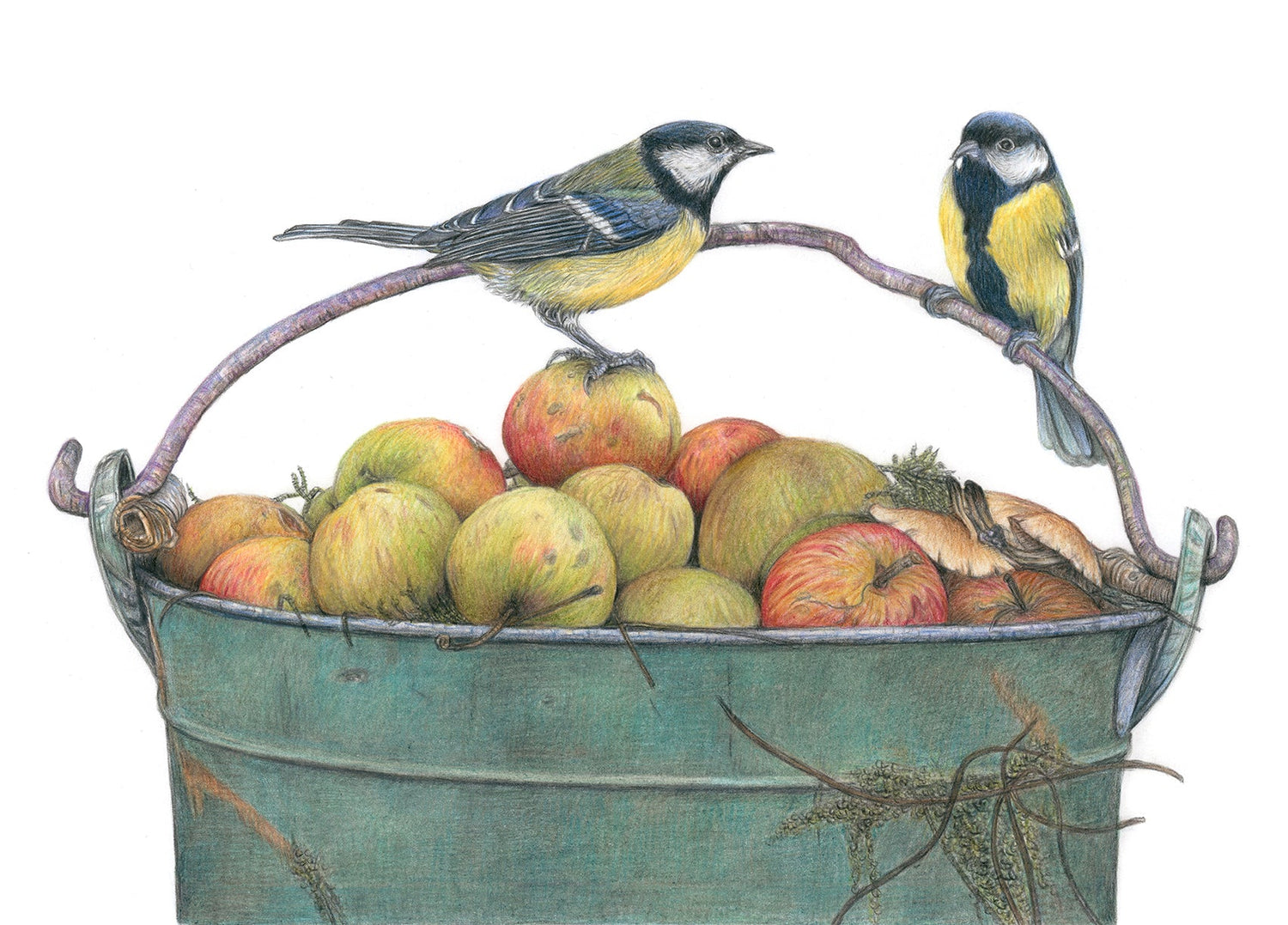 Birds & Insects