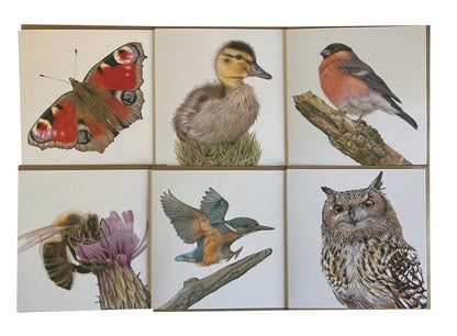 6 x Premium Wildlife Cards (Birds & Insects)
