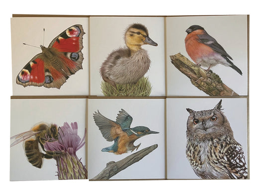 6 x Premium Wildlife Cards (Birds & Insects)