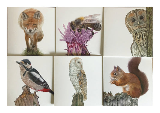 6 x Premium Wildlife Cards (Woodland)
