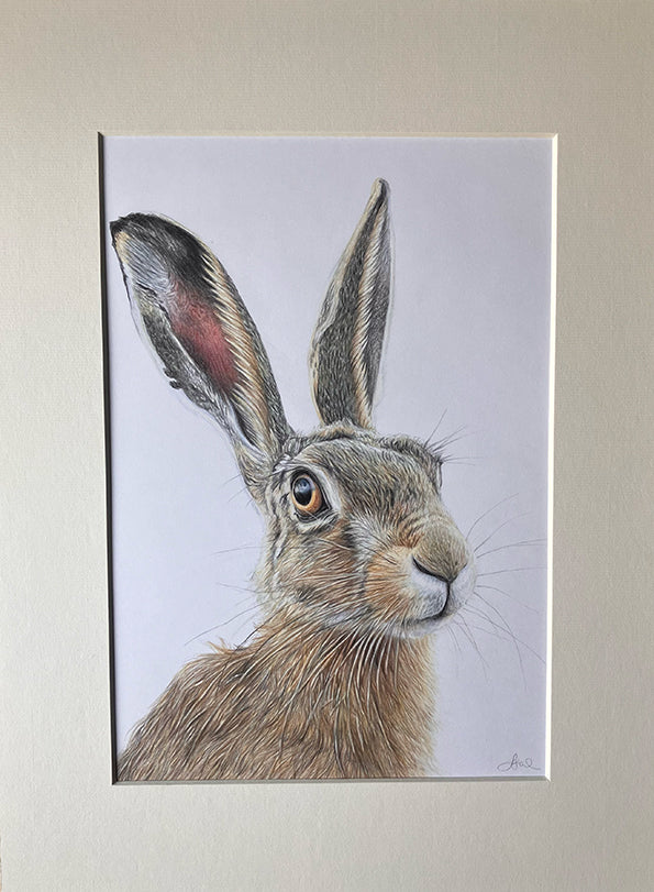 (Wildlife) Original 'Cautious' Hare Drawing