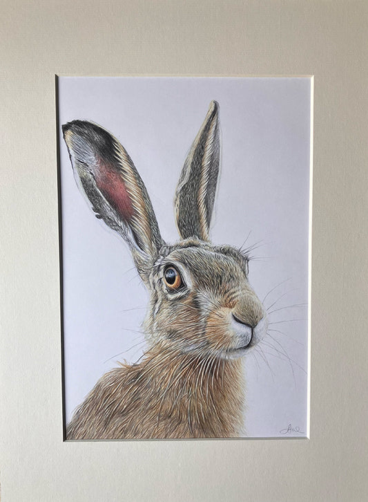 (Wildlife) Original 'Cautious' Hare Drawing