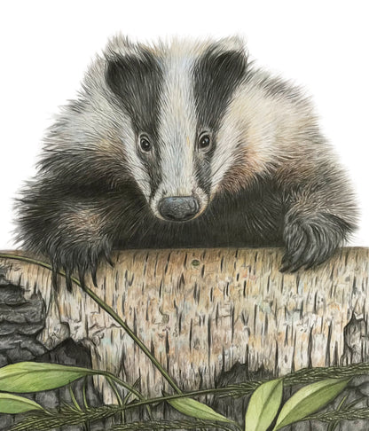 (Wildlife) 'Boo' (Badger)