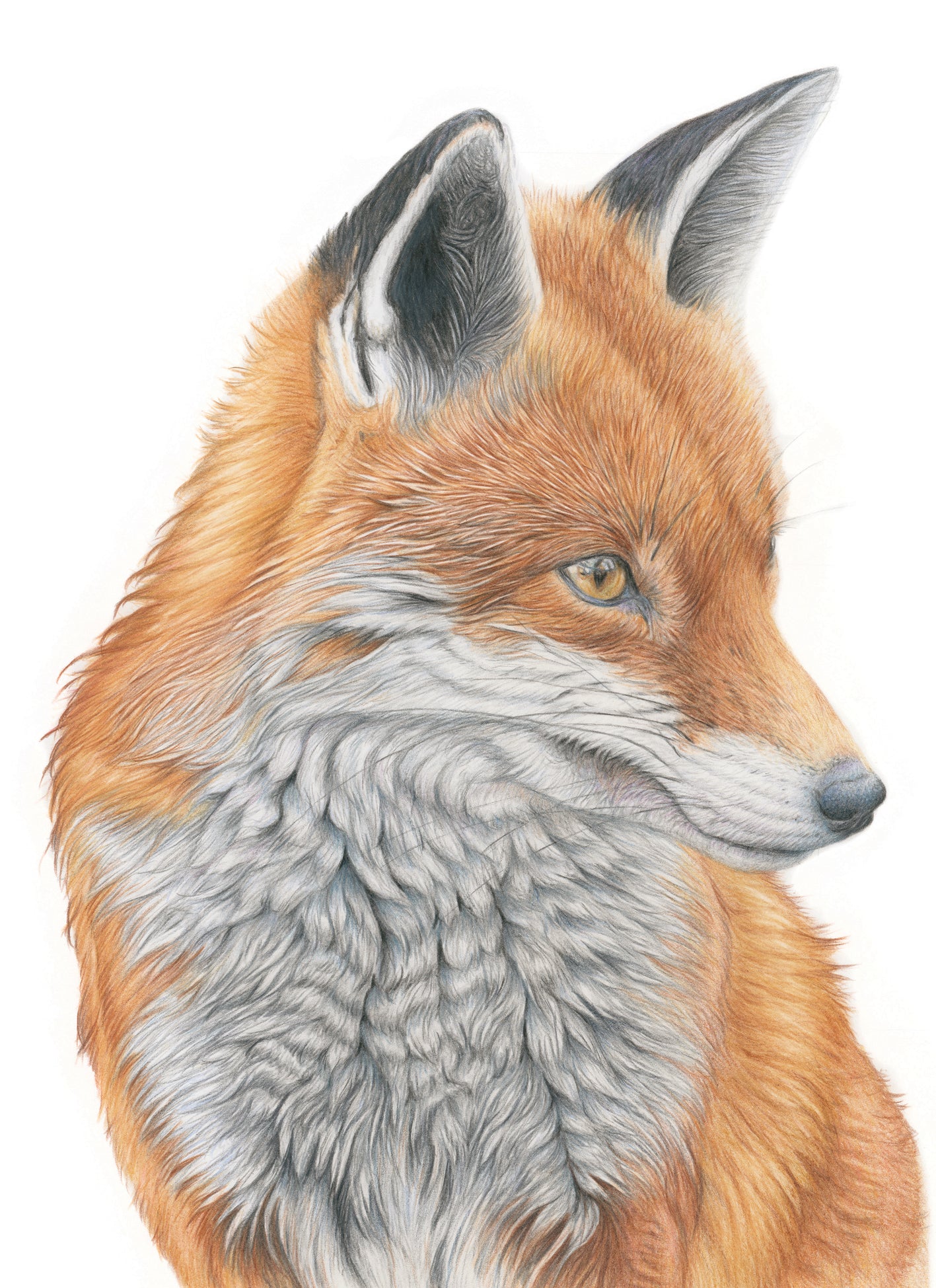 'Bashful' (Fox) Original Drawing