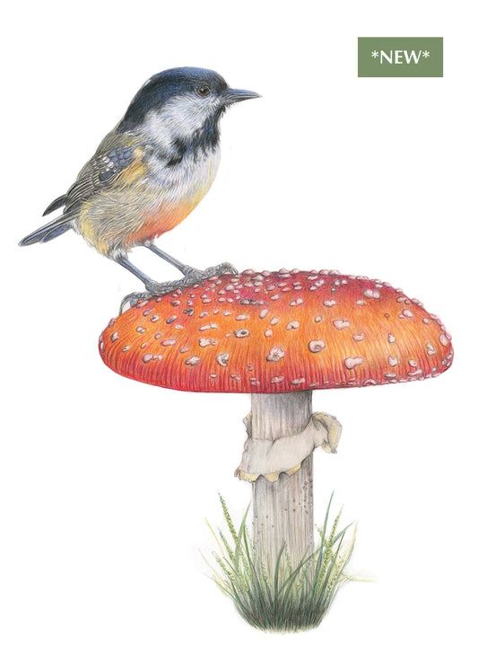(Wildlife) 'Contented' (Coal Tit) * NEW *