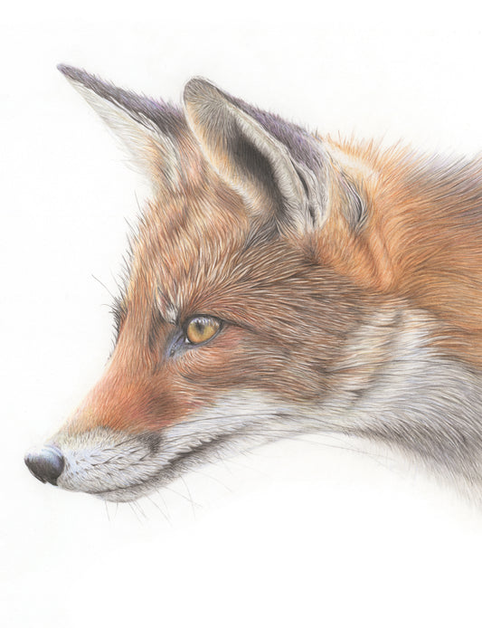 'Concentration' (Fox) Original Drawing