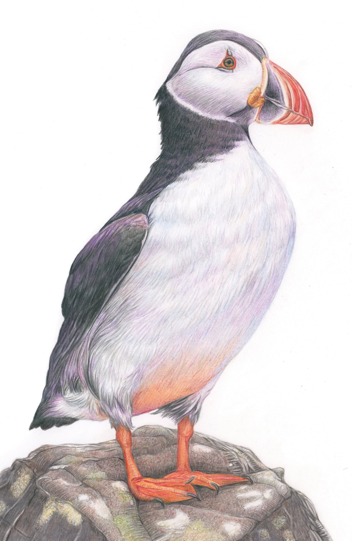 'Contemplation' (Puffin) Original Drawing