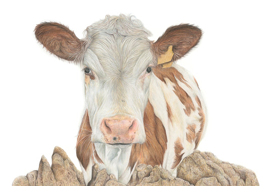 'Florence' (Cow) Original Drawing