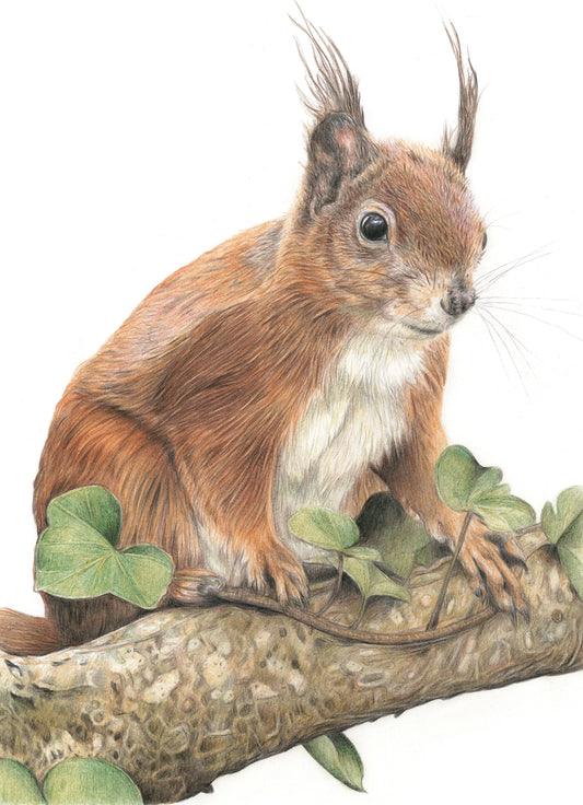 (Wildlife) 'Curiosity' (Red Squirrel)