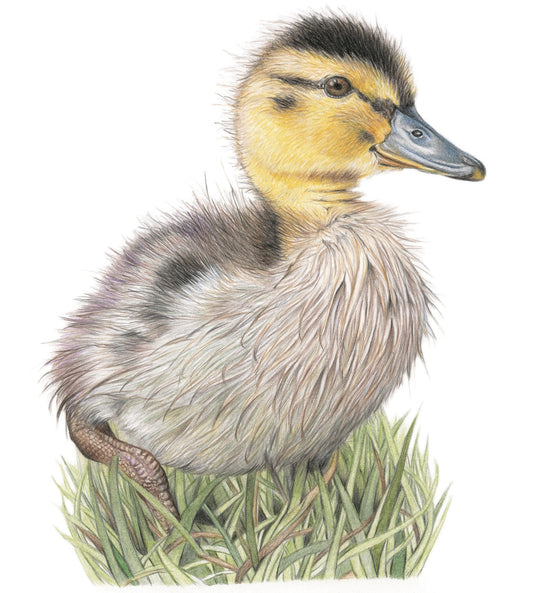 'Dinky Duckling' (Mallard Duckling) Original Drawing