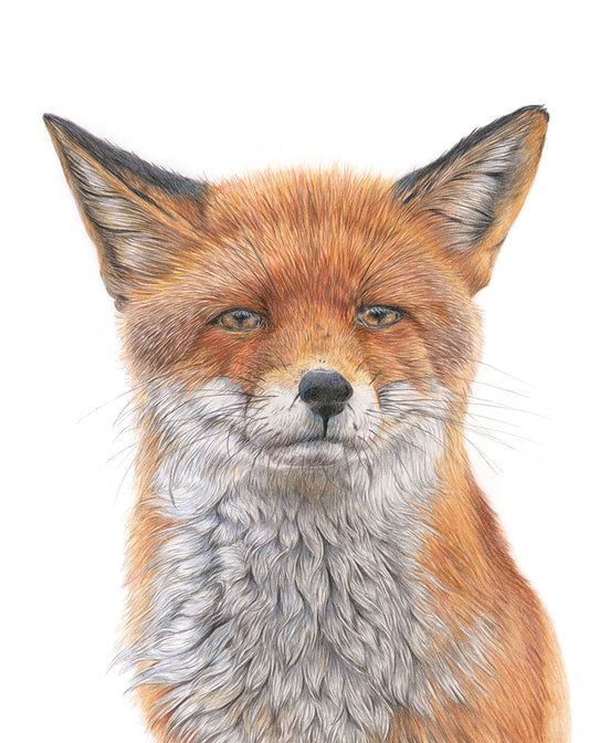 (Wildlife) Fox 'Mesmerised'