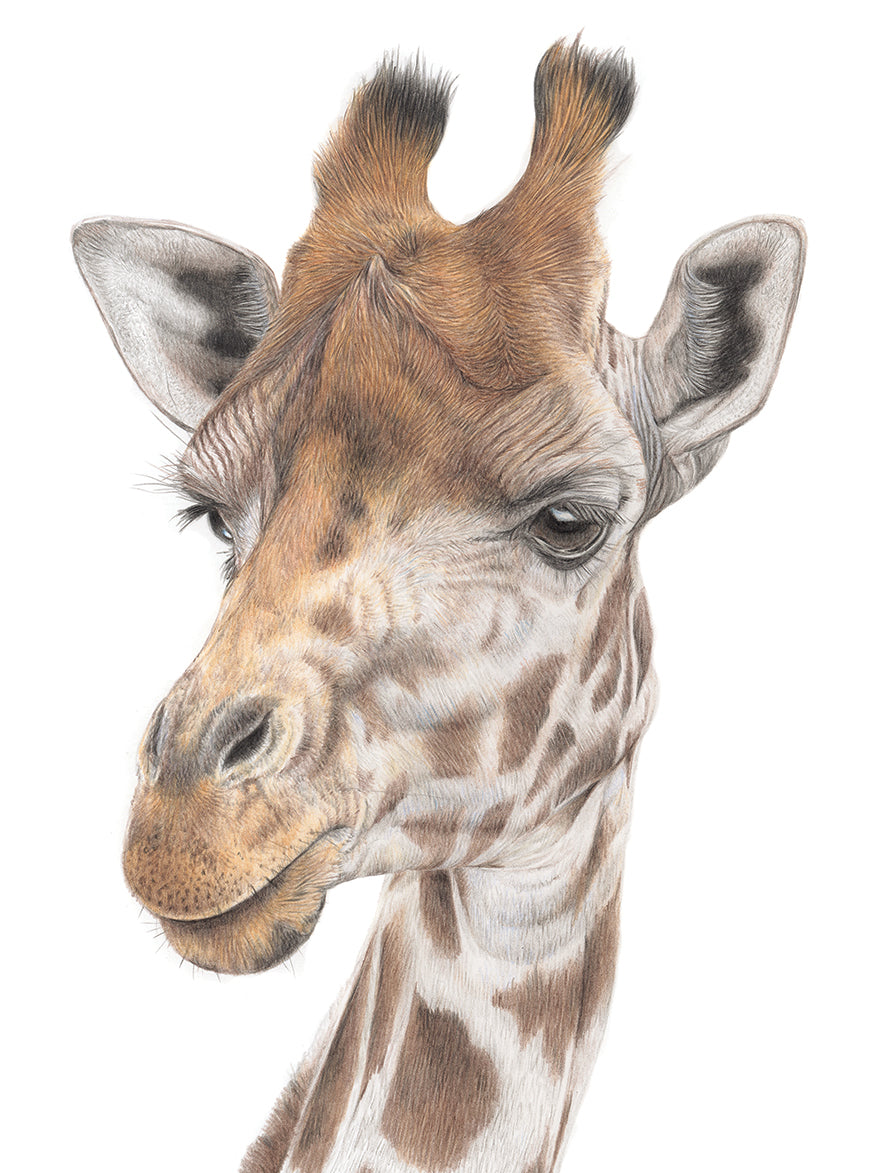 (World Wildlife) 'Genevieve' (Giraffe)