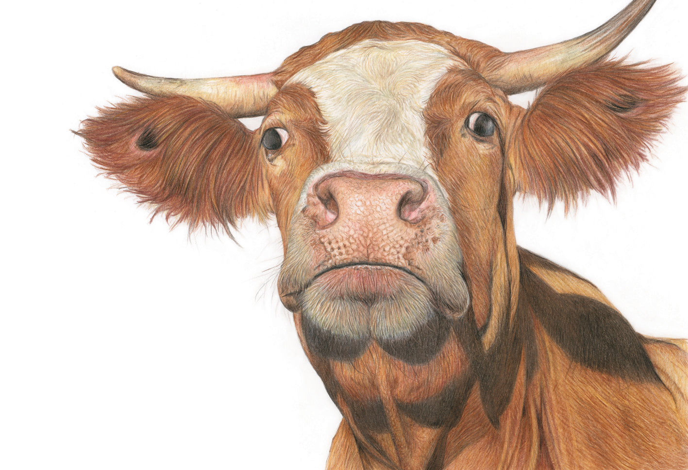 'Gertrude' (Cow) Original Drawing