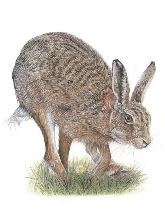 (Wildlife) 'Bounding' (Hare)