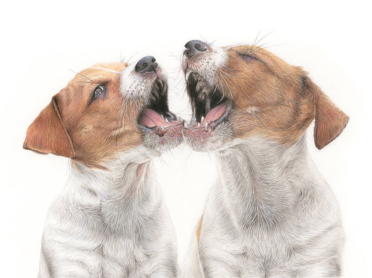 (Dogs) Jack Russell Duo