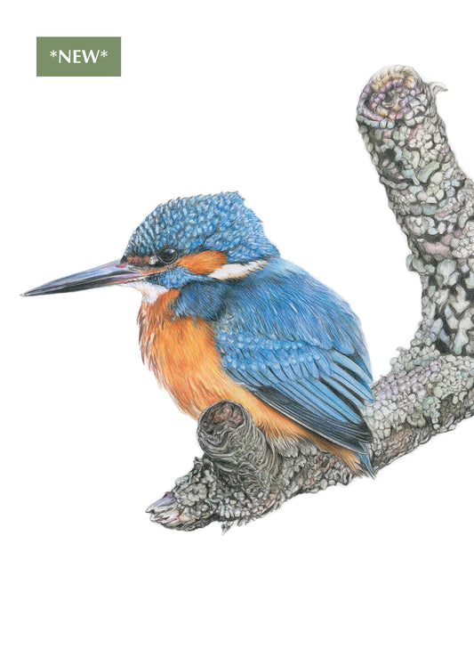 (Wildlife) 'Scouting' (Kingfisher) * NEW *