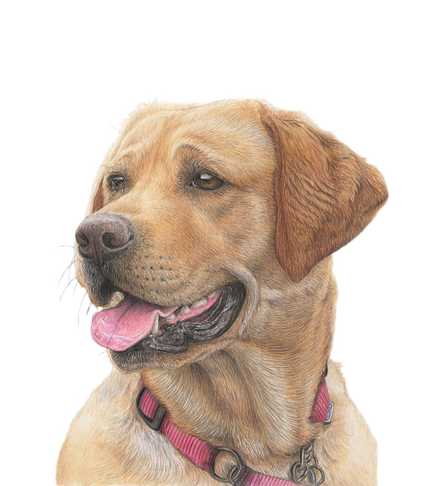 (Dogs) 'Labrador Retriever' Fine Art Giclée Print