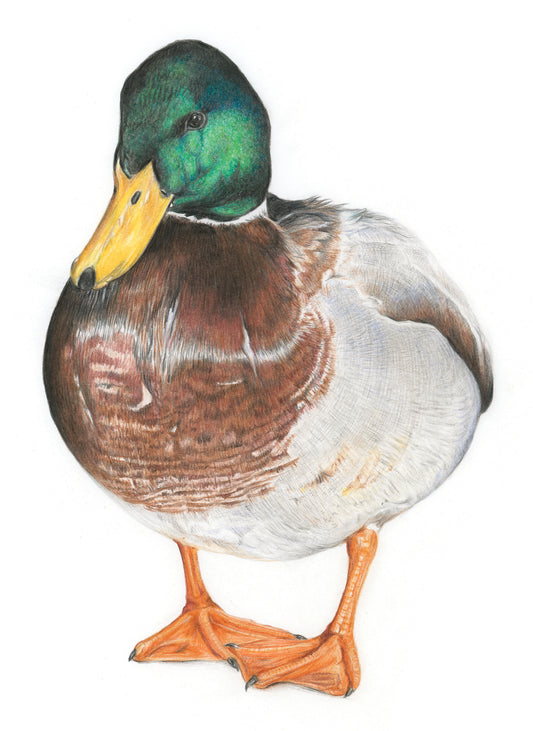 (Farm Animals) 'Melvin' Mallard